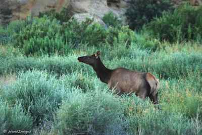 Elk in Chaco Canyon 
