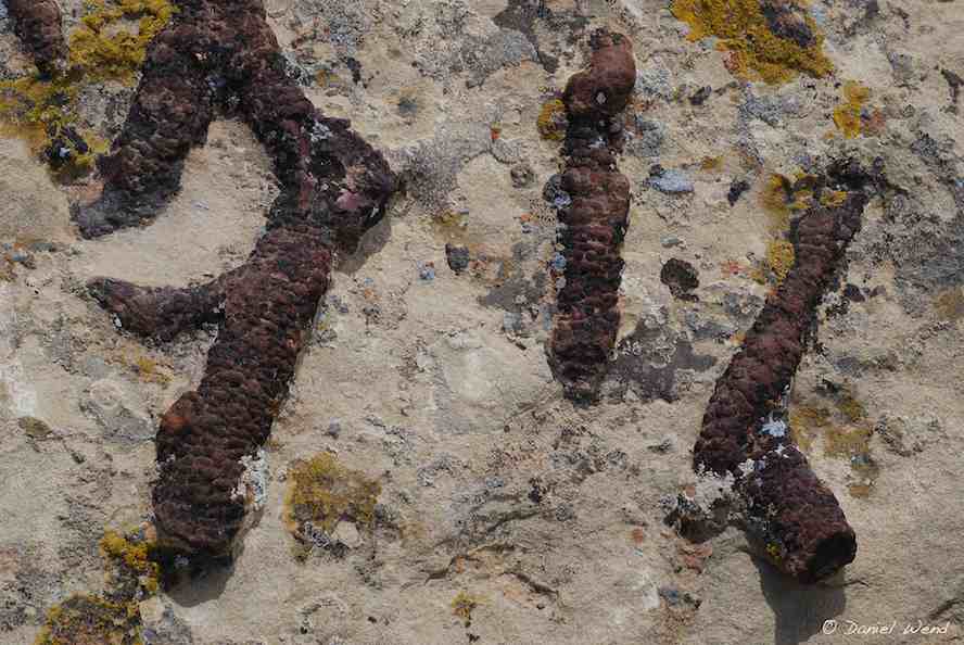 Shrimp burrow fossils