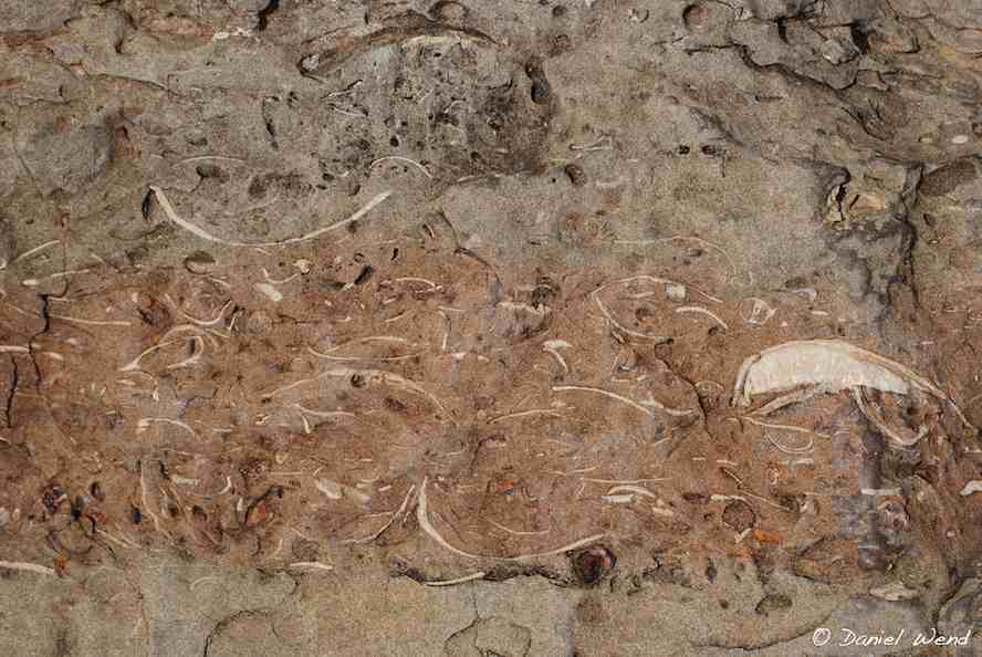 Fossil Shells at Chaco Canyon