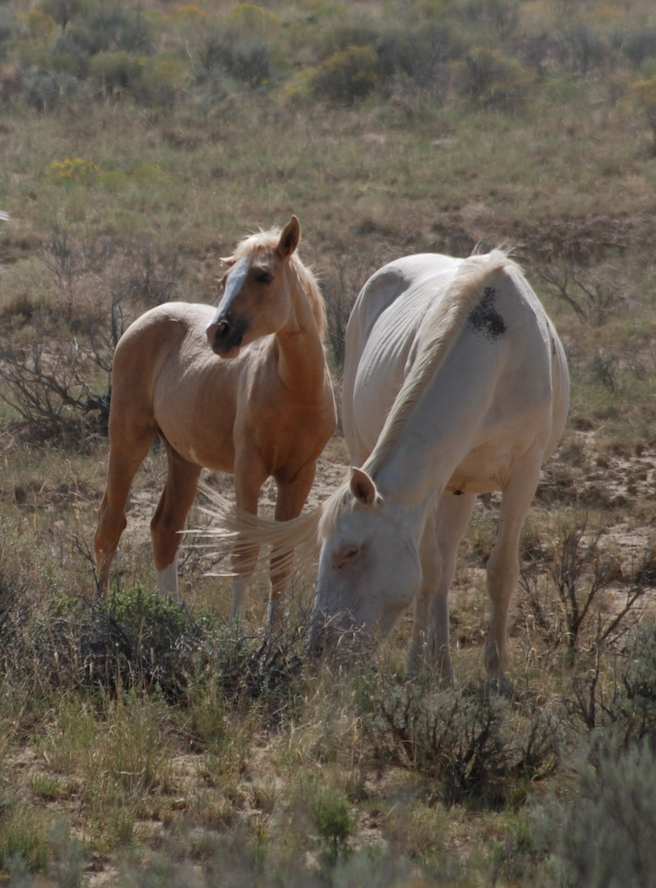 Wild Horse Mother and Colt